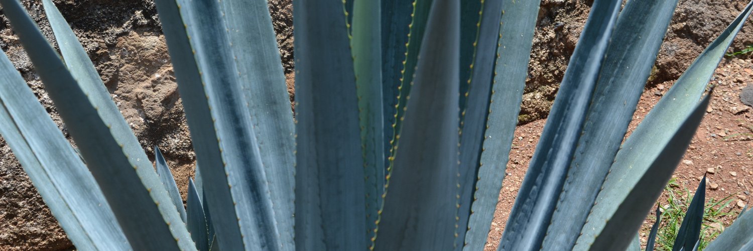 MercedesAhum's profile banner image