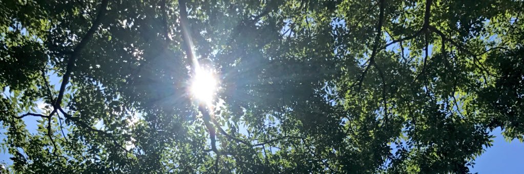 Vulpecula_Ca's profile banner image