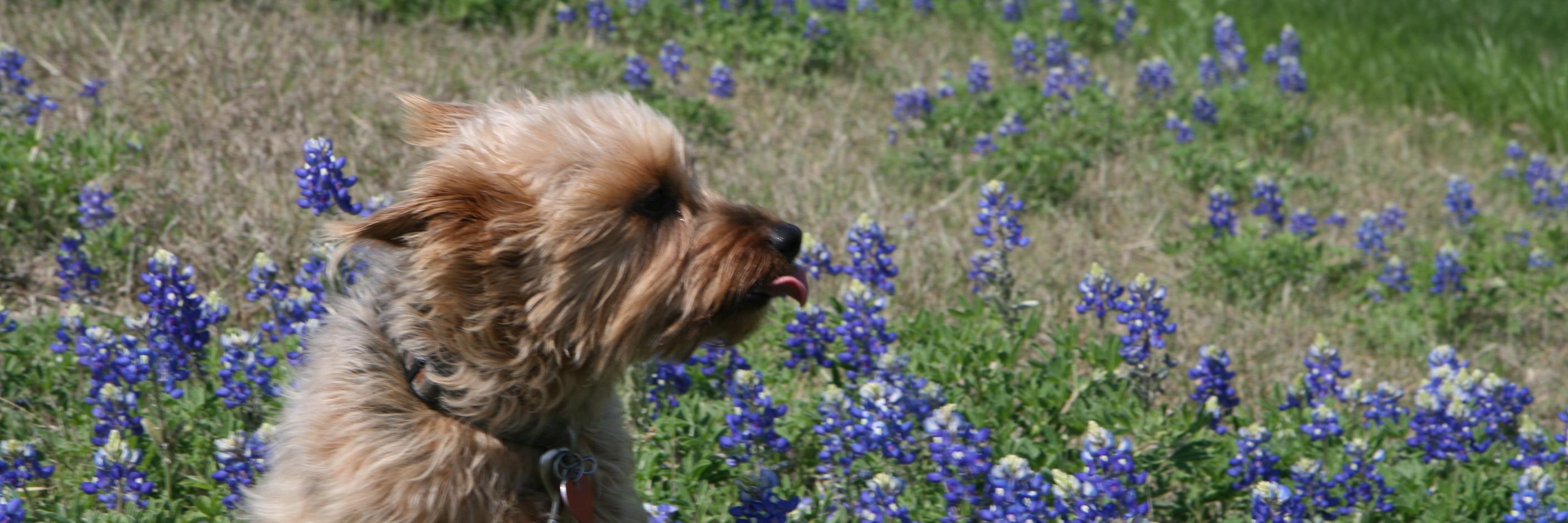 CoopTerrier's profile banner image