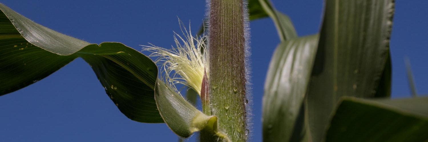 Demanda Colectiva Maíz banner