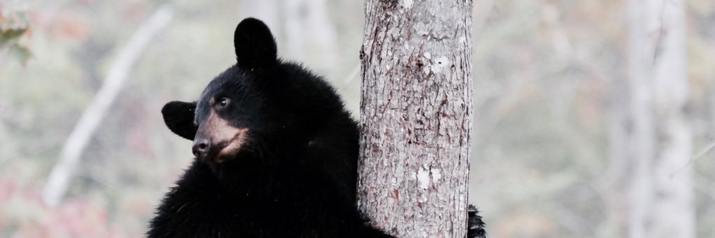 NosCurieuxVoyageurs banner