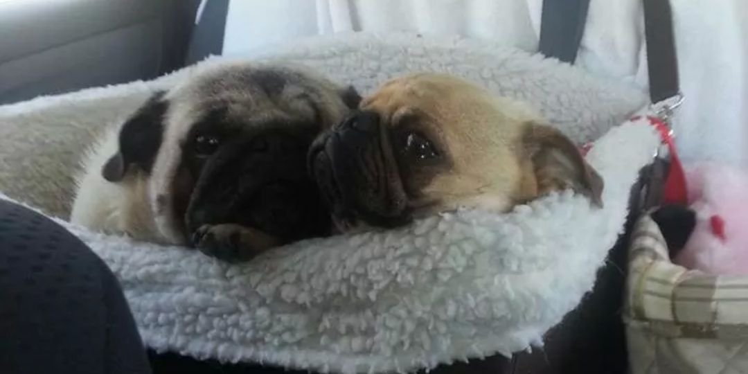 ChelseaNCharlie's profile banner image