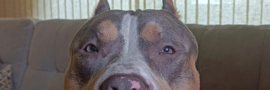 ggomes95's profile banner image