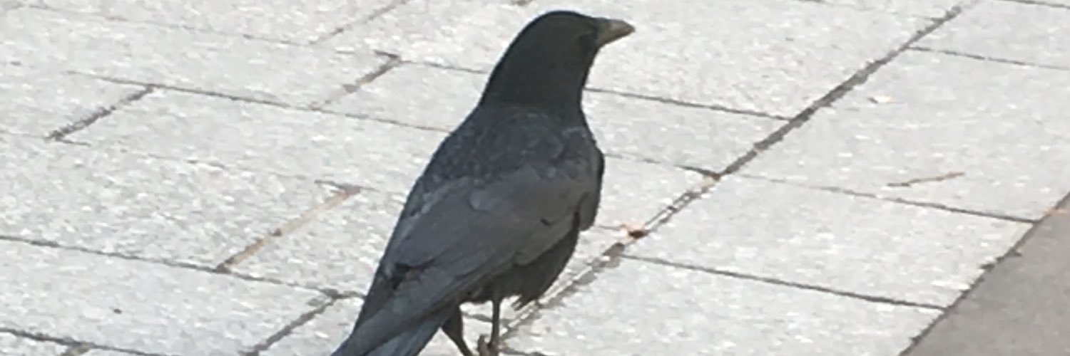 Sadafi1's profile banner image