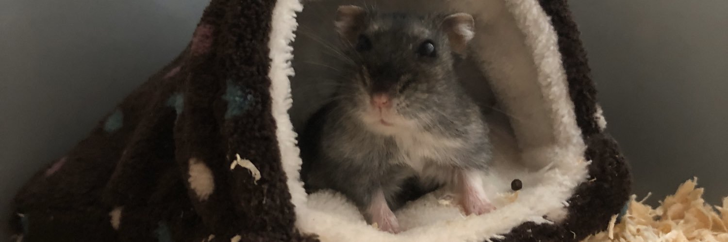 ChloeeeDean's profile banner image