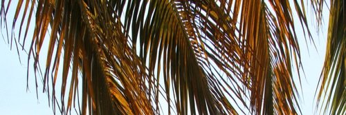 LocalPimptress's profile banner image