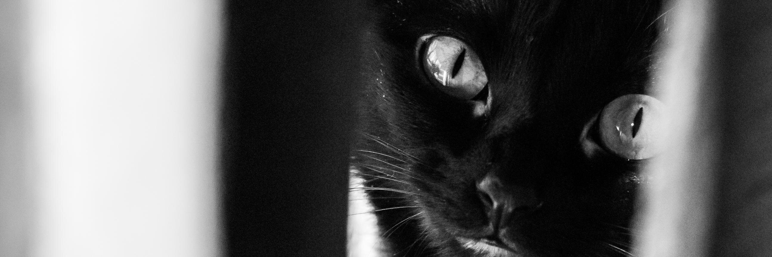 cmpilgrim's profile banner image