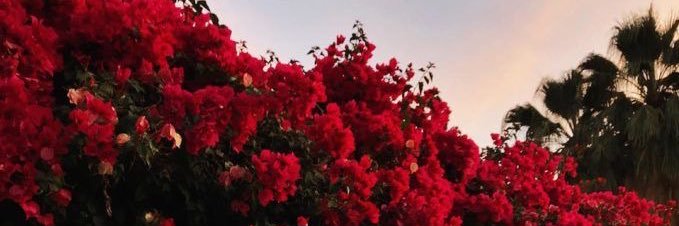 AshleyMary__'s profile banner image