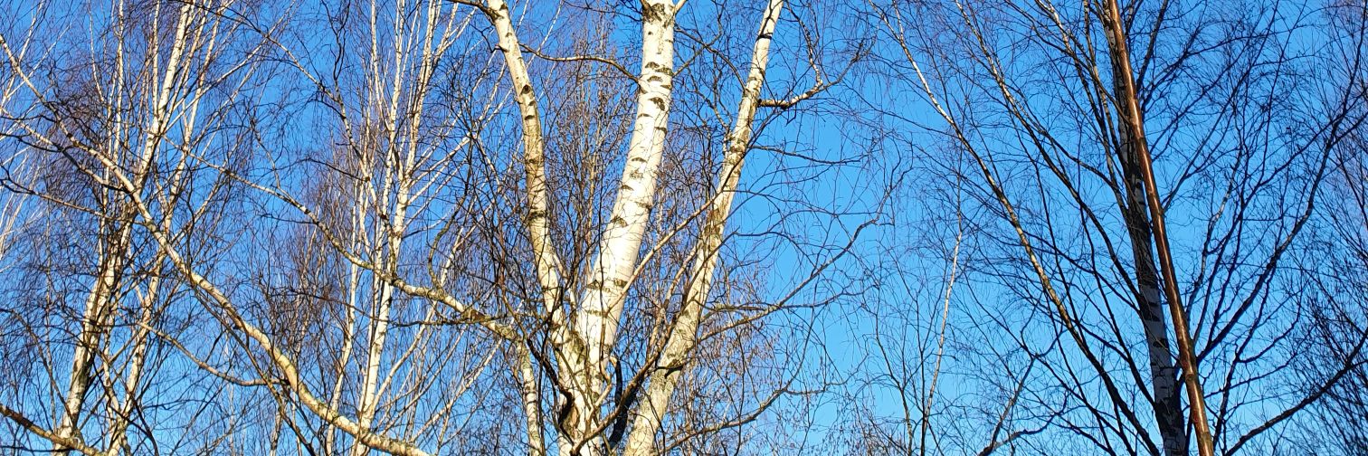 Anna Mari Leinonen banner