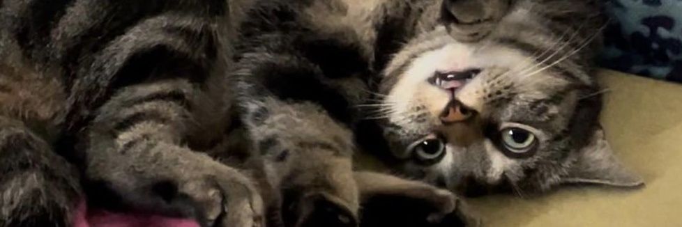 JoshyLongLegs banner