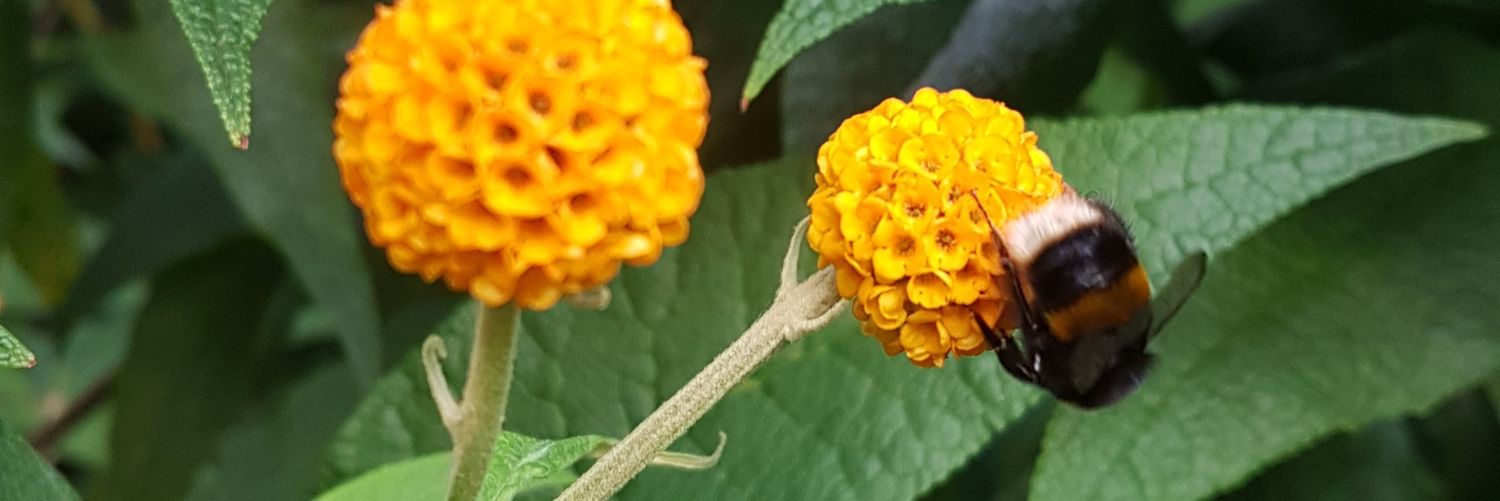 JessAndTheBee's profile banner image