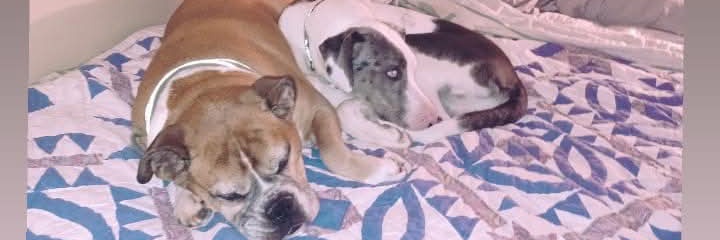 Christopher B Sanders banner