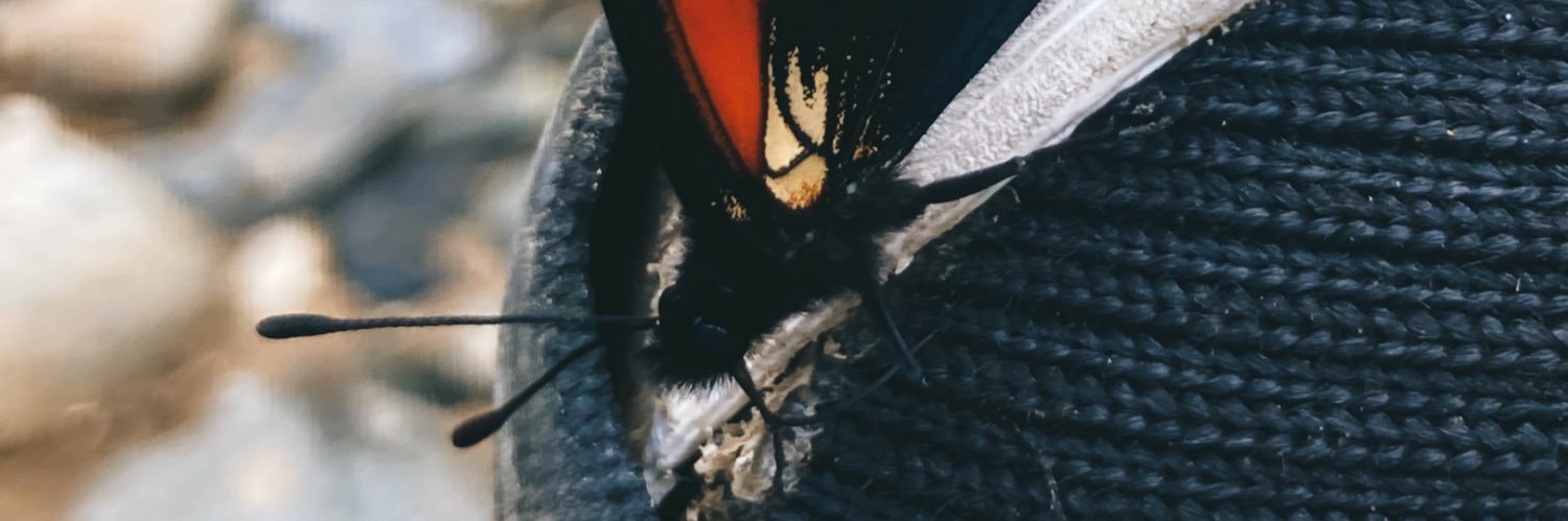 alejandra banner