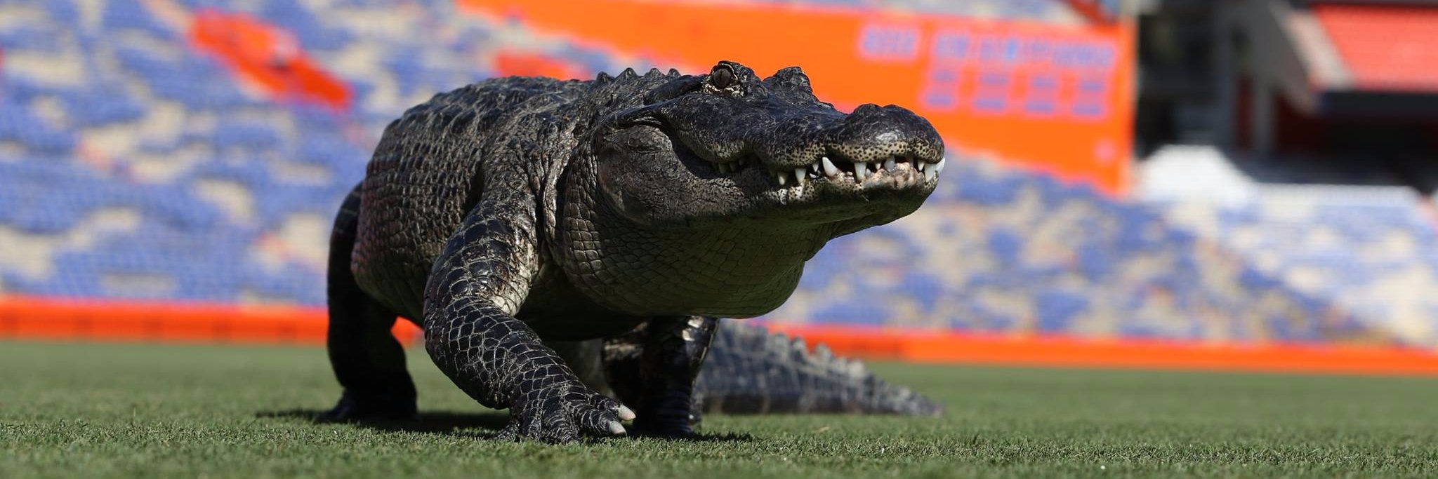 Gators Sports Properties banner