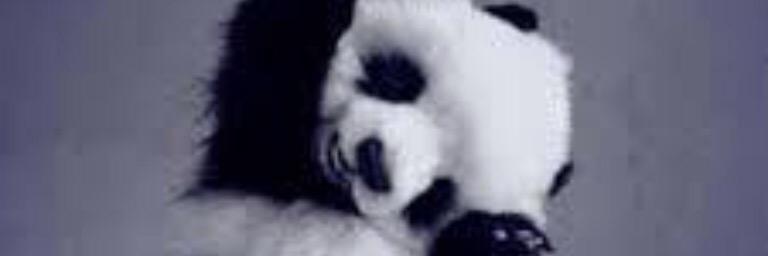 AndyFox2's profile banner image
