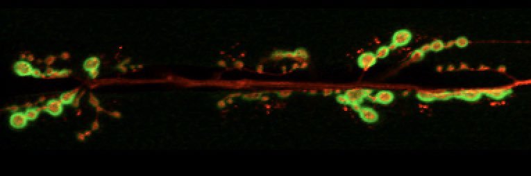 Katie Harris, PhD banner