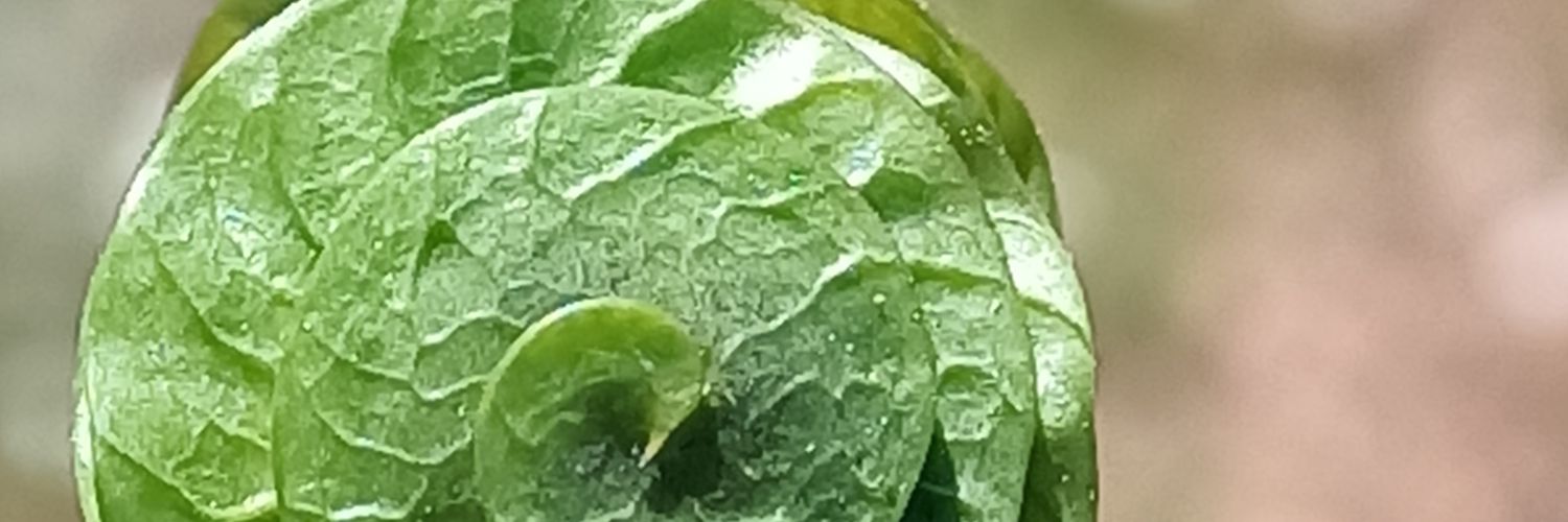 ECignitas's profile banner image