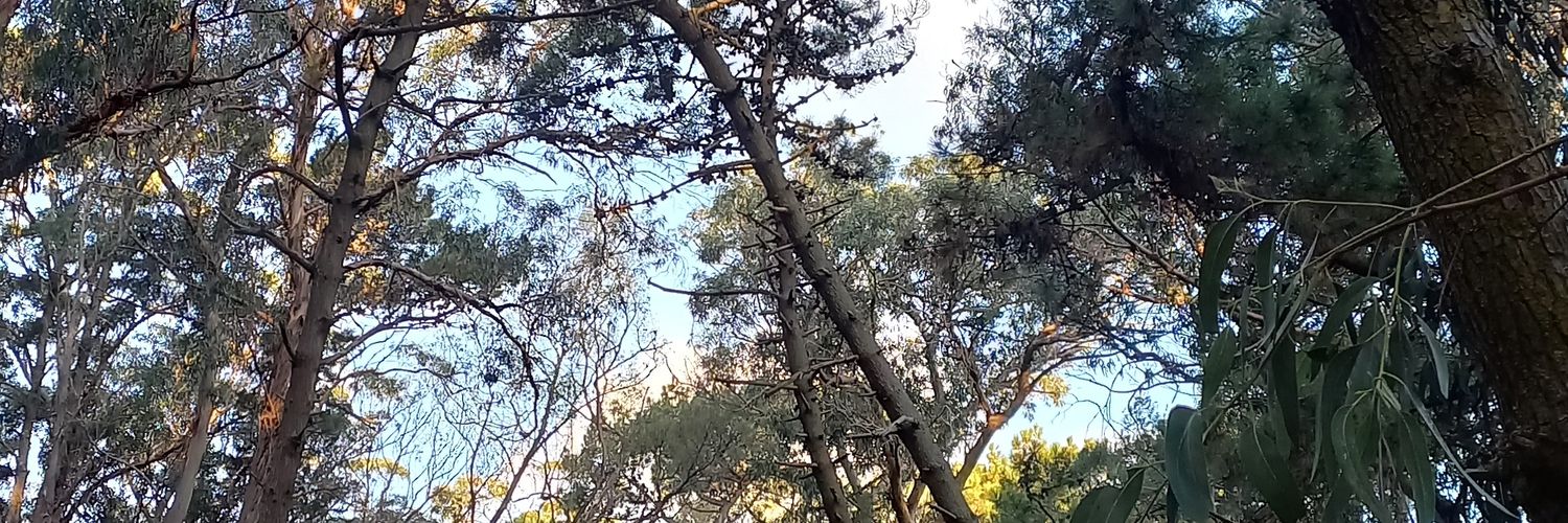 candelan_'s profile banner image