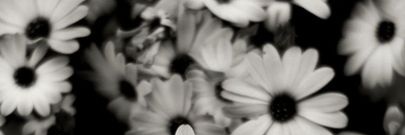 Miica3515's profile banner image