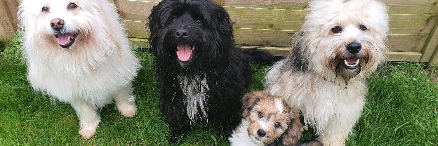 loftdogs's profile banner image