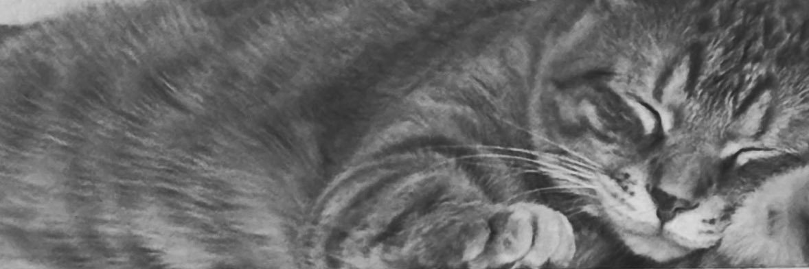 S y m b i o s i s banner