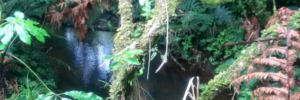 Maureen Wainwright banner