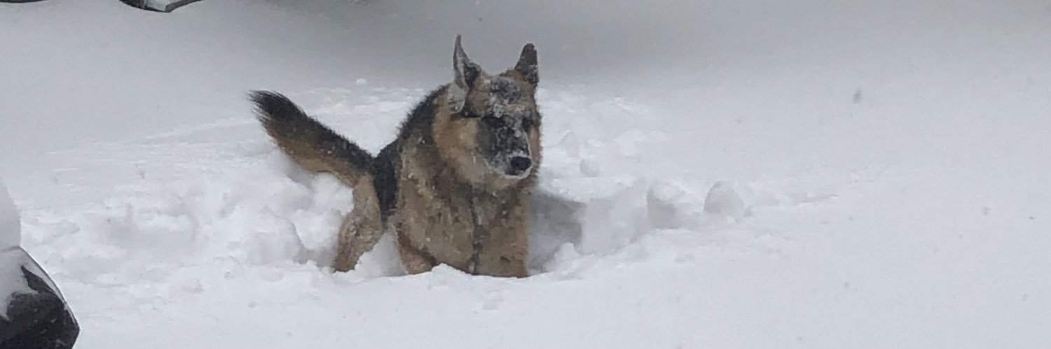 Dances with Wolves (or Dogs) banner