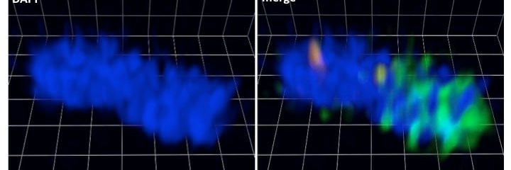 Daniela Barilla' banner