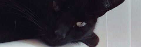 pute_skin's profile banner image