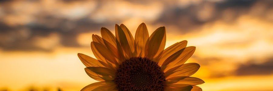 Ｎｅｖｅｒ_ｅｔ_ｄｅｍｉ 🌼 banner