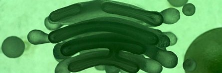 Golgi_Trump's profile banner image