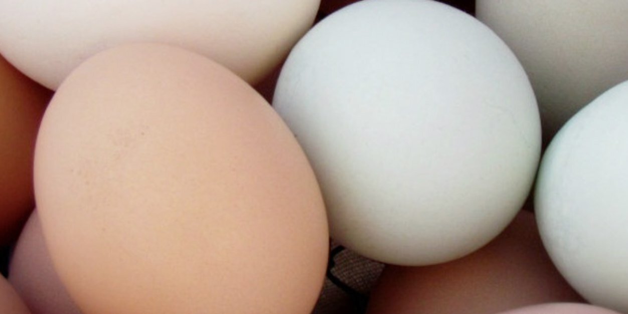 eggcountingal's profile banner image