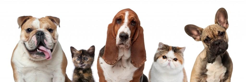 Missing Pets Wrexham banner