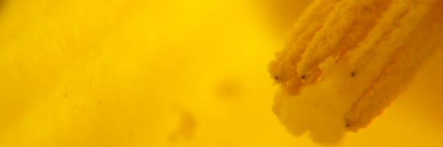 pdbperks's profile banner image