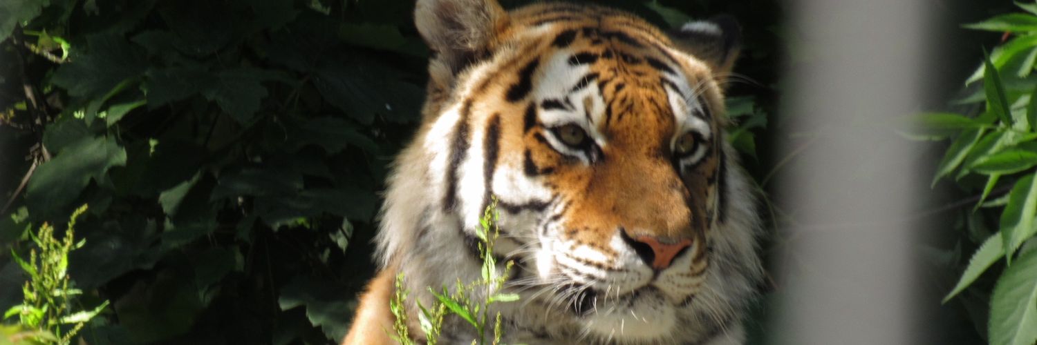 sarahi5000's profile banner image