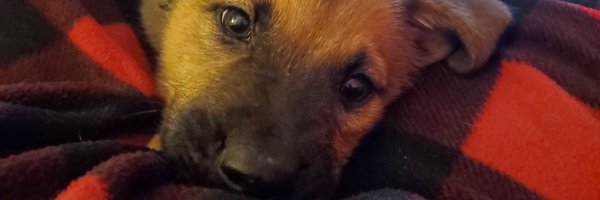 SheGoldfish Profile Banner