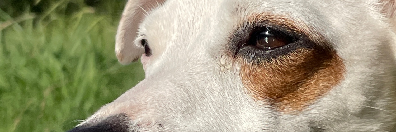 Mrociso's profile banner image