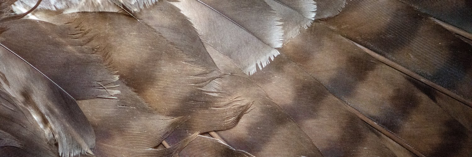 julesjacobs6's profile banner image