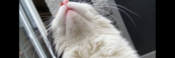 PatLeq's profile banner image