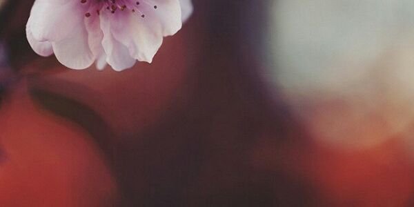 rose_26_6's profile banner image