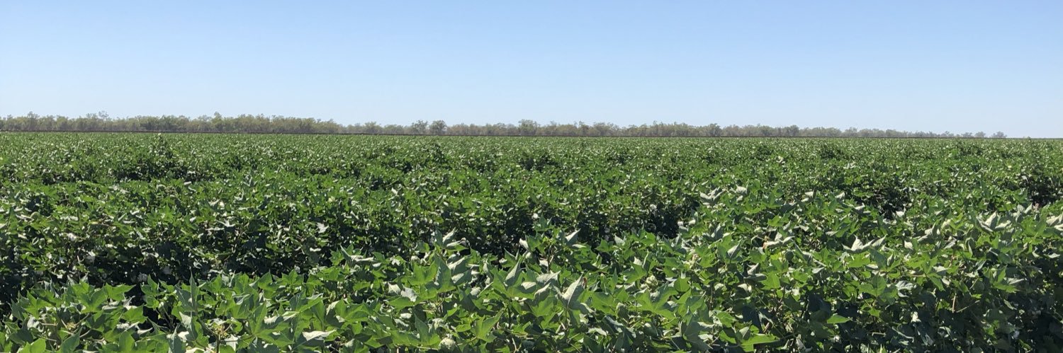 Ann-Maree Galagher banner