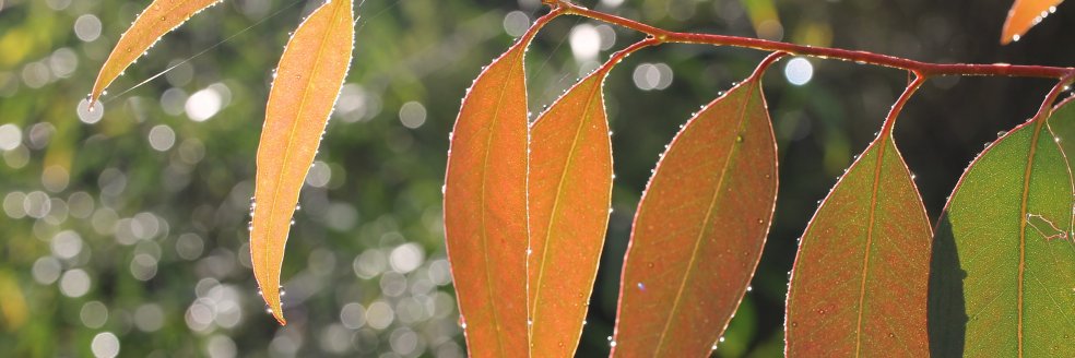 Charlotte Simyo 🌱 banner