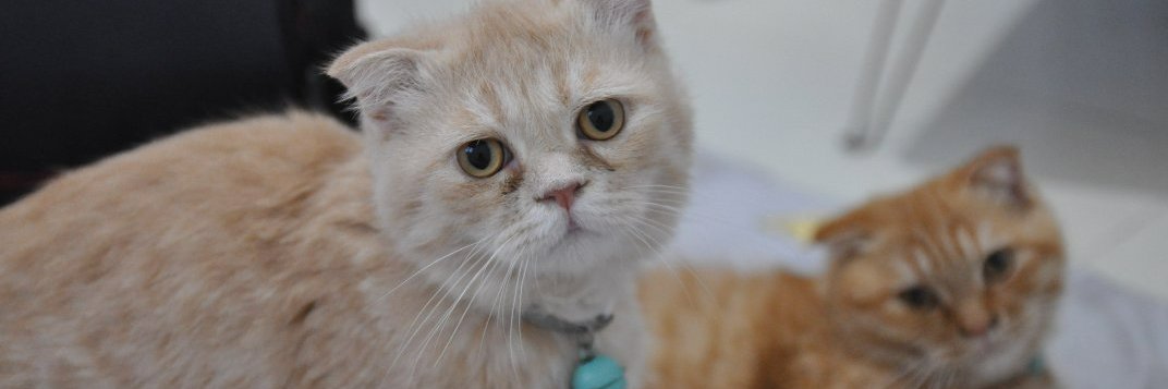 olivia "❤️ Memecoin" banner