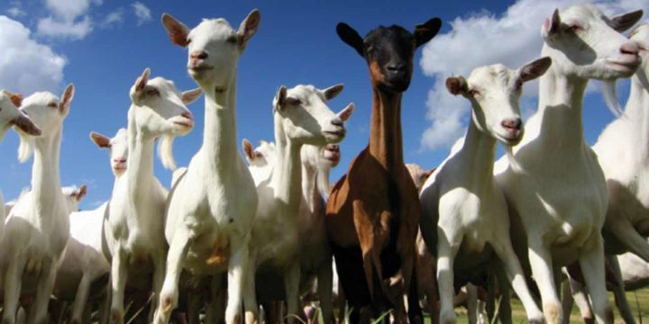 GrandMasterGoat's profile banner image