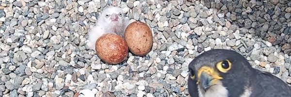 TravisMarksArt Profile Banner