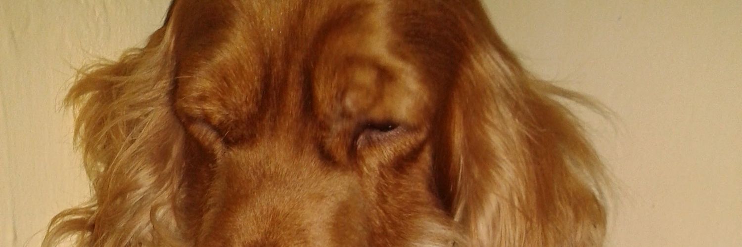 omoshiroi399's profile banner image