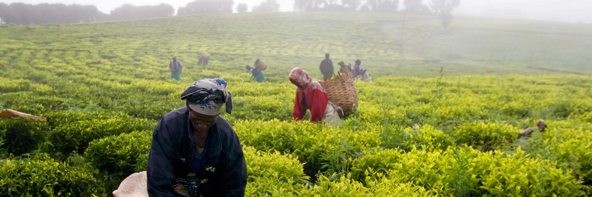 Agriculture in Kenya banner