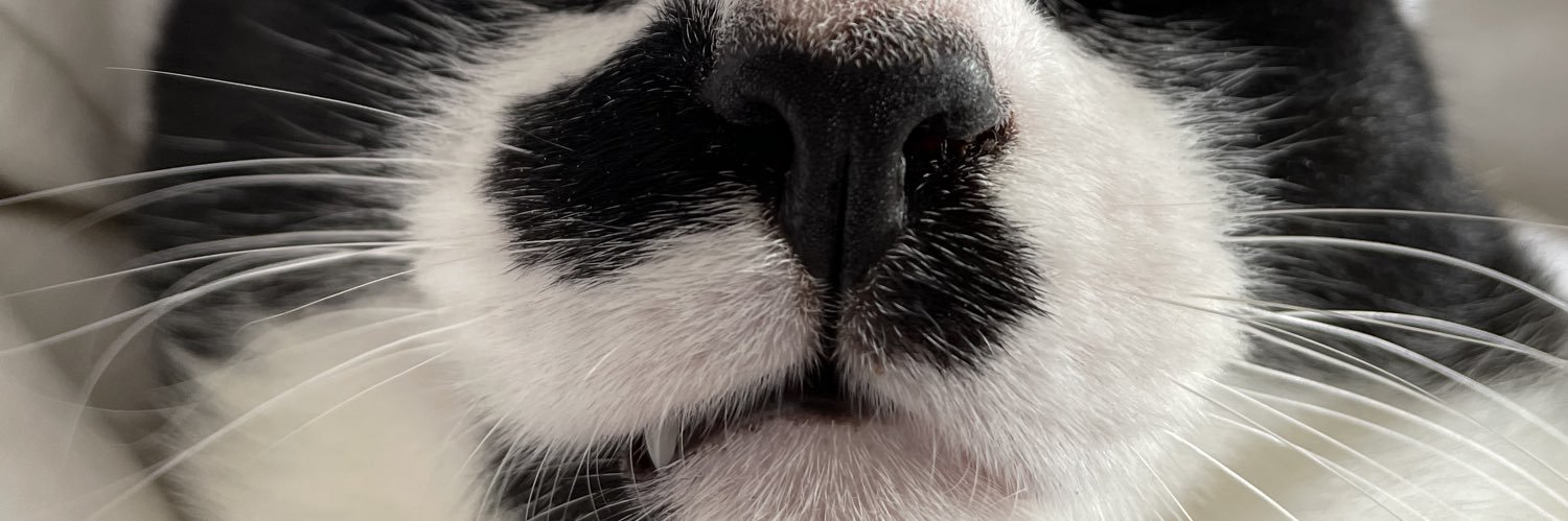 coguzinha's profile banner image