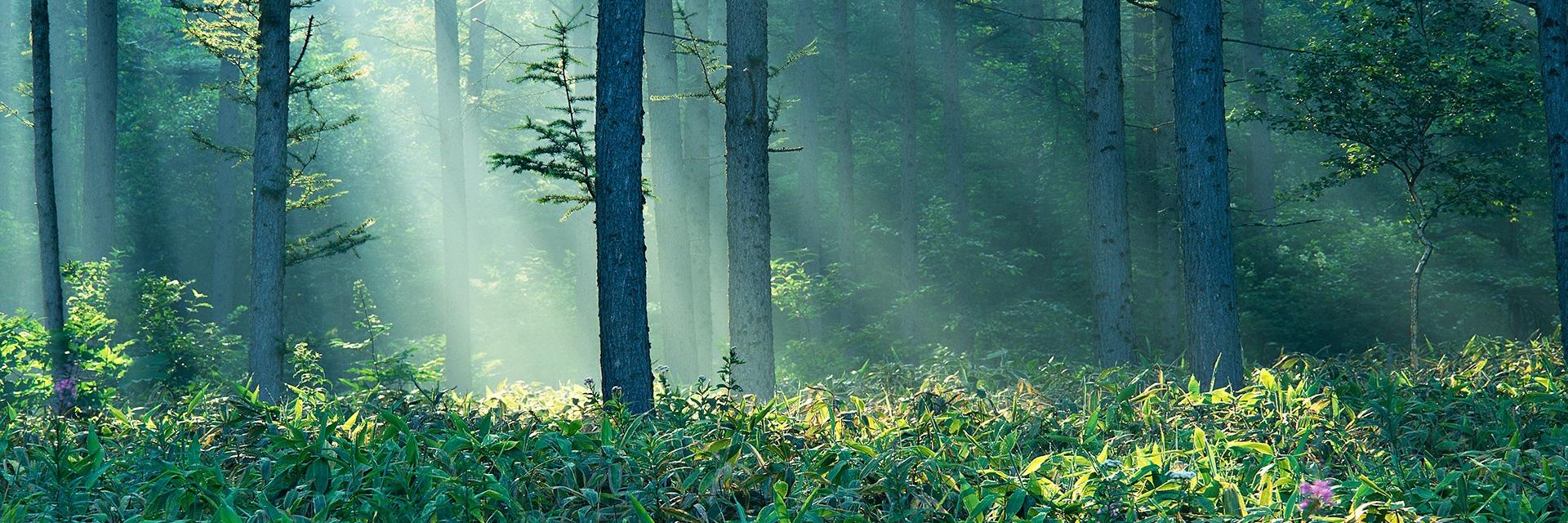 DiscoverBelum's profile banner image