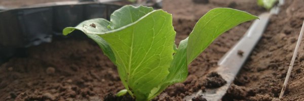 DrAlexMcCormack Profile Banner